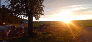 schulis sonne