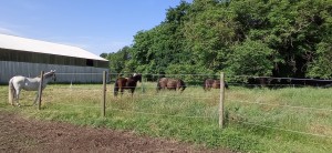 stuten wiese